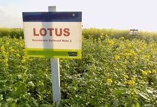 Nematodenresistenter Gelbsenf LOTUS, Feldschild