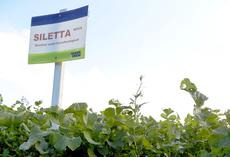 Ölrettich SILETTA NOVA, Feldschild