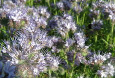 Phacelia ANGELIA, Bestand in Blüte