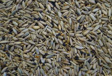 viterra WINTERQUARTETT, Saatgut