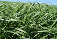 Rauhafer OTEX, grüner Bestand