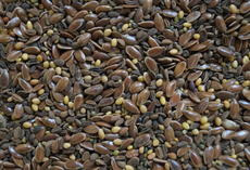 viterra ® Raps, Saatgut