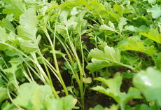 SortenGreening ACCENT plus AKL, Pflanzen Nahaufnahme