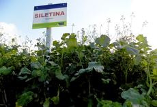 Ölrettich SILETINA, Feldschild