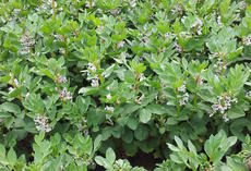 AVALON Ackerbohne, Bestand in Blüte