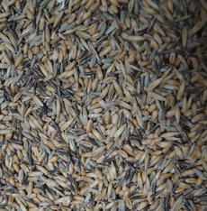 viterra ® GRANOPUR, Saatgut
