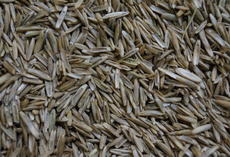 viterra® Untersaat, Saatgut 