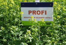 Gelbsenf PROFI, Bestand mit Feldschild
