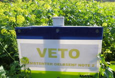 Gelbsenf VETO, Feldschild