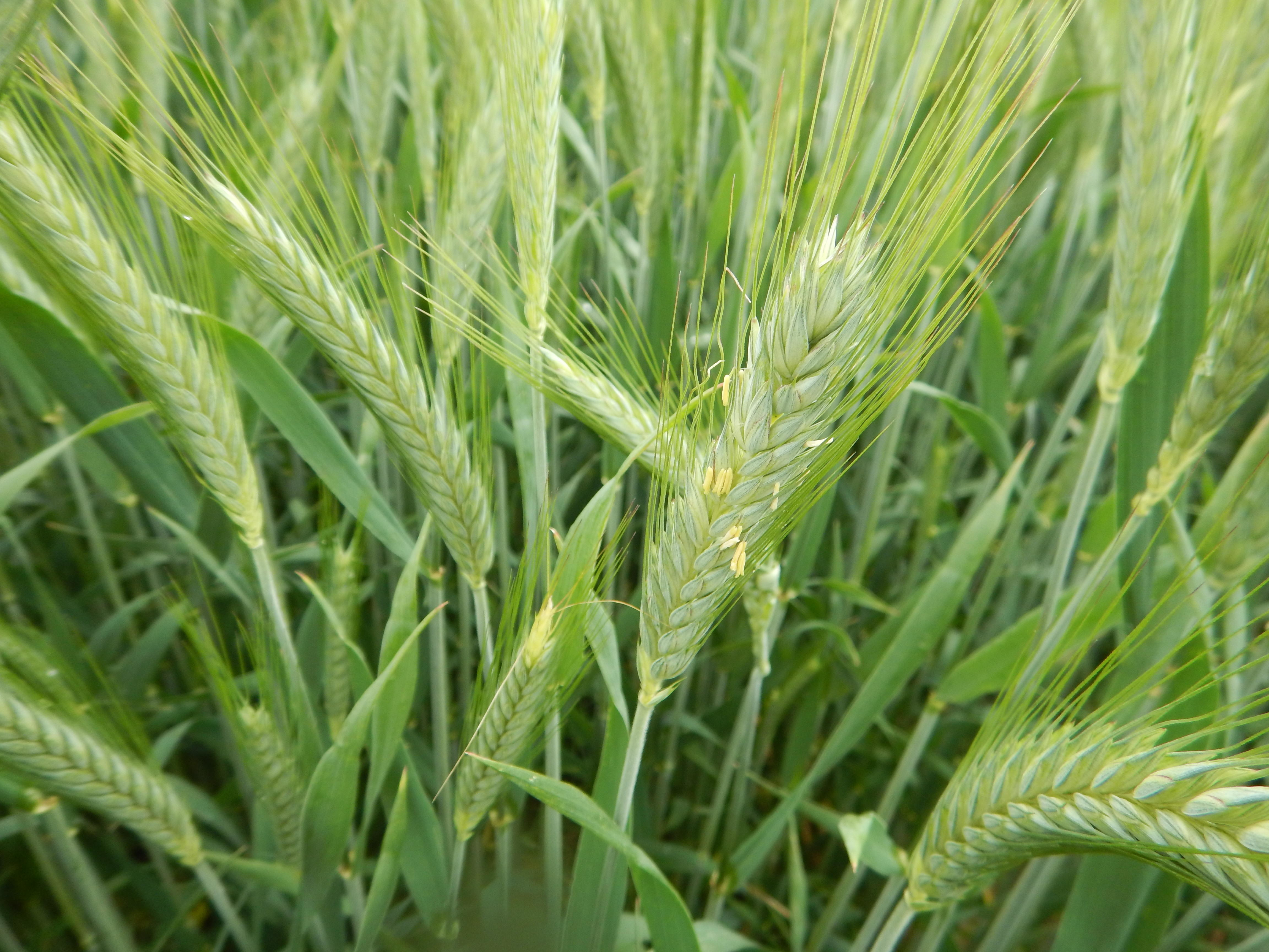 Triticale