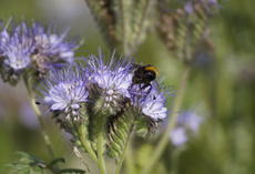 Phacelia AMERIGO, Blüte mit Insekt