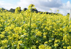 Gelbsenf MIKADO, Blüten