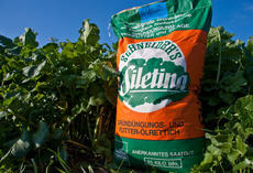 Ölrettich Siletina, Sack 