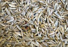 viterra® Sommerfutter, Saatgut