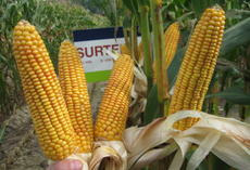 Surterra13564.JPG