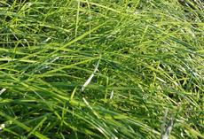 viterra® Sommerfutter A2