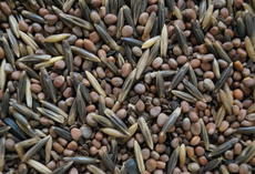 viterra ® MAIS, Saatgut