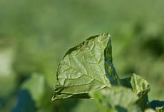 Ölrettich AGRONOM, Blatt Nahaufnahme