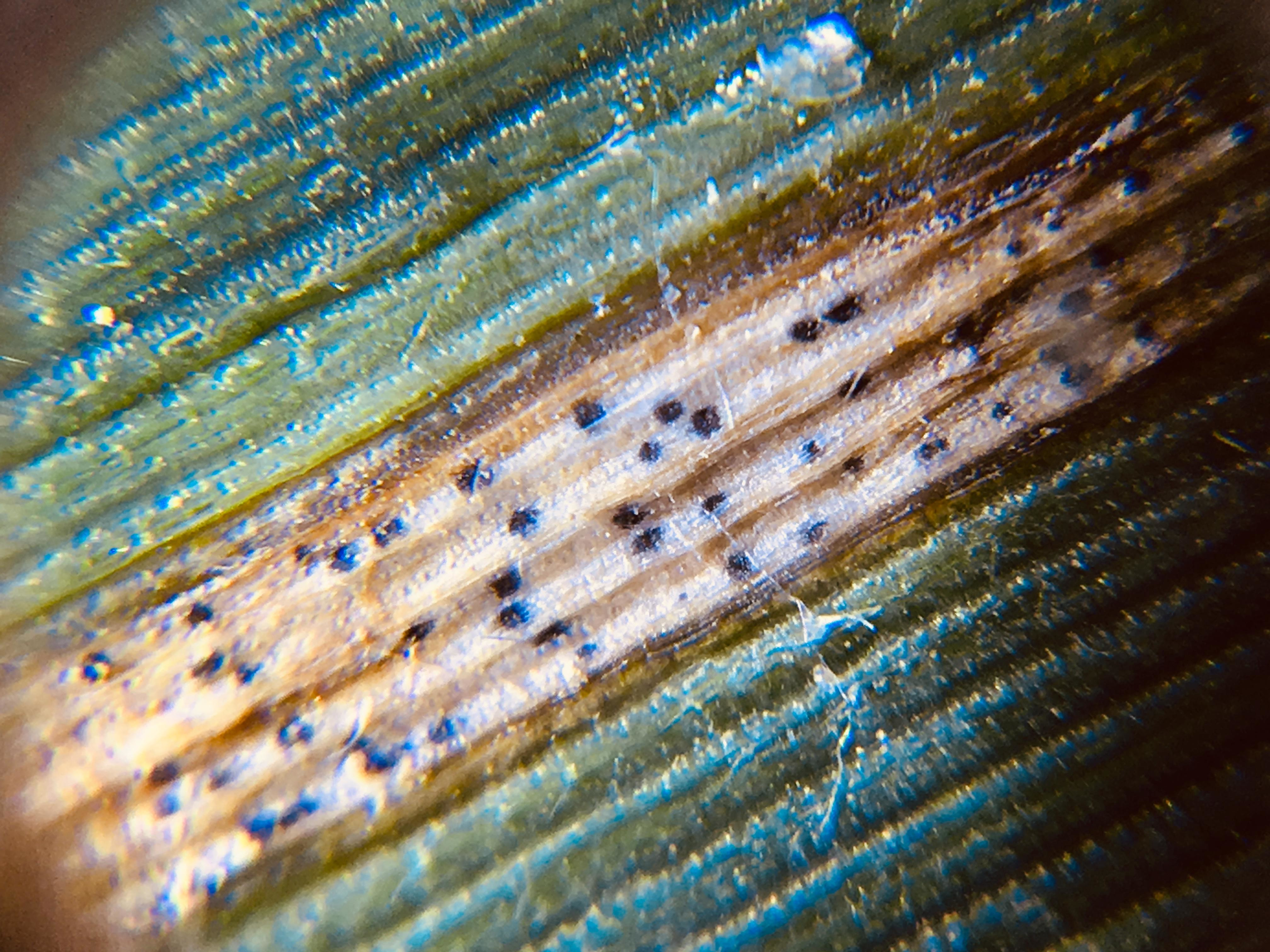 Bild 1: Septoria tritici