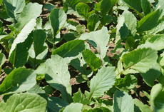 Ölrettich COSMOS, grüner, junger Bestand