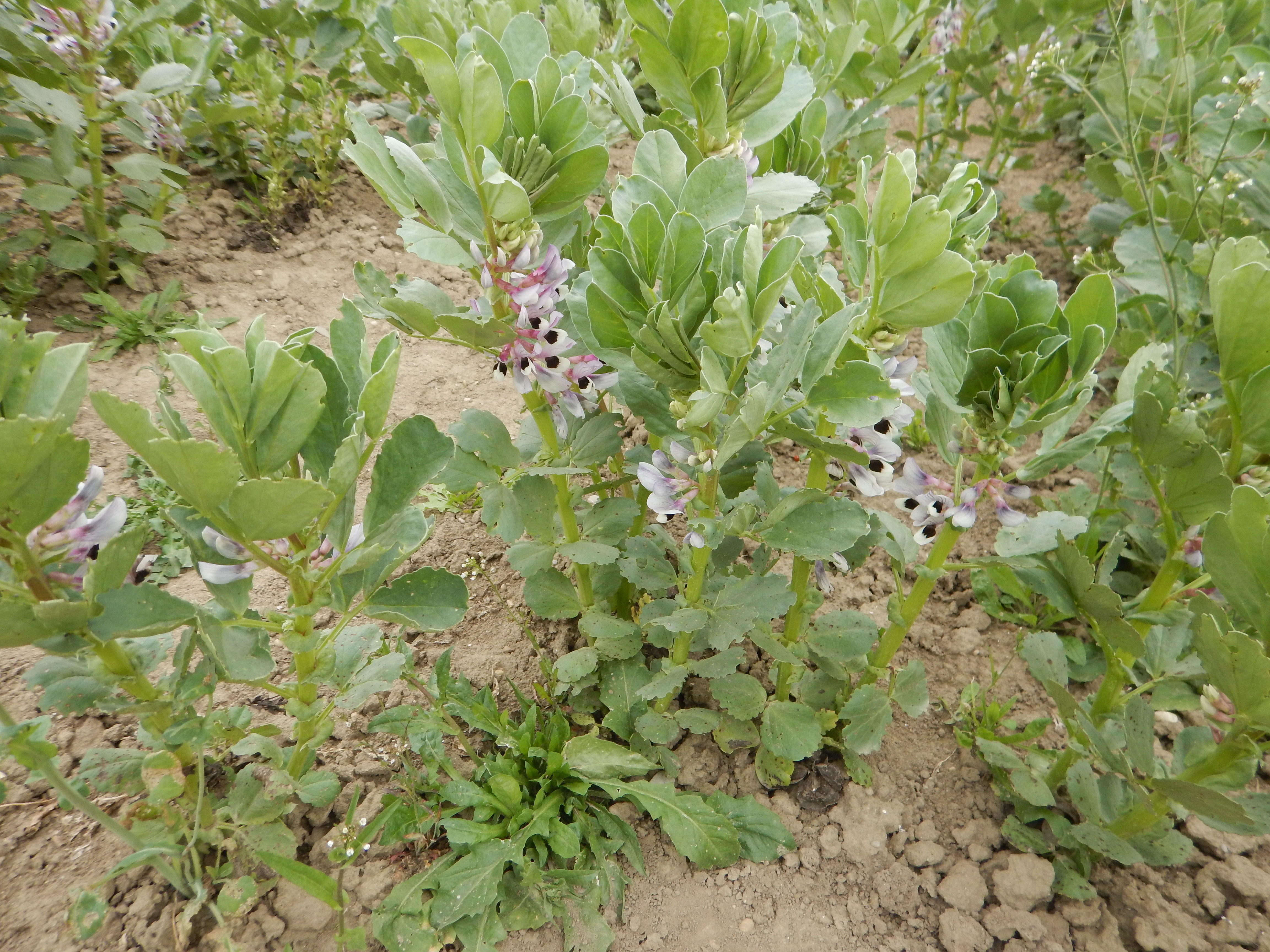 Winterackerbohnen Blüte