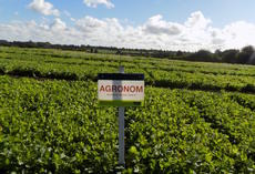 Ölrettich Agronom, Feldschild