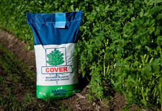 Gelbsenf Cover, Sack vor Bestand
