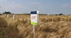 Sortenversuche, Sorten, Versuche, Sorten der SAATEN UNION GmbH, Weizen, Gerste, Roggen, Triticale, Mais, Soja, Rüben