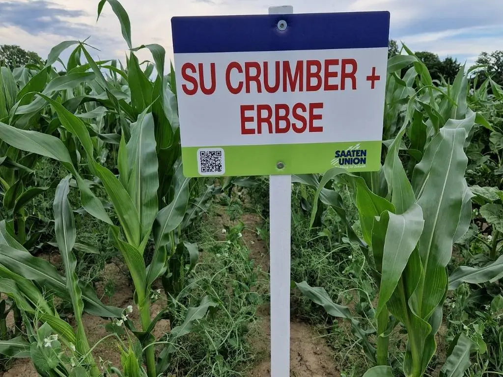 Blick auf Maispflanzen mit Erbsenaufwuchs