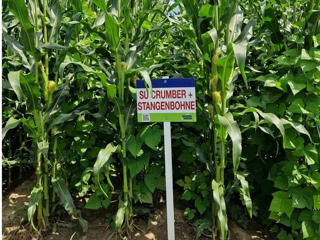 Blick auf Maispflanzen mit Stangenbohnenaufwuchs